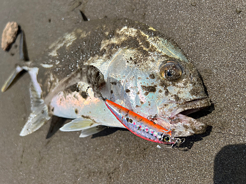 メッキの釣果