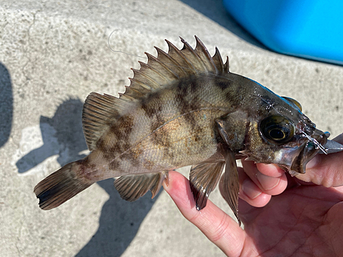 メバルの釣果