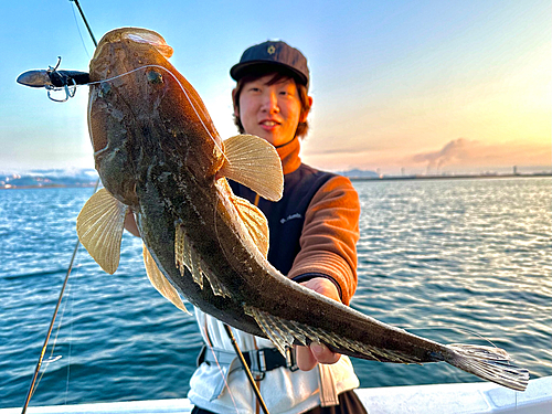 マゴチの釣果