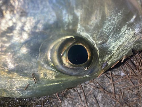 ロウニンアジの釣果