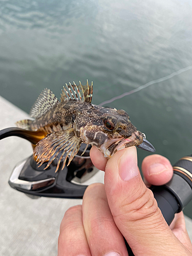 アナハゼの釣果