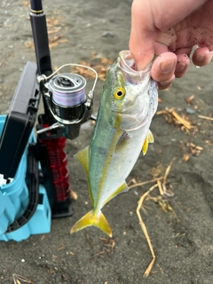 ワカシの釣果