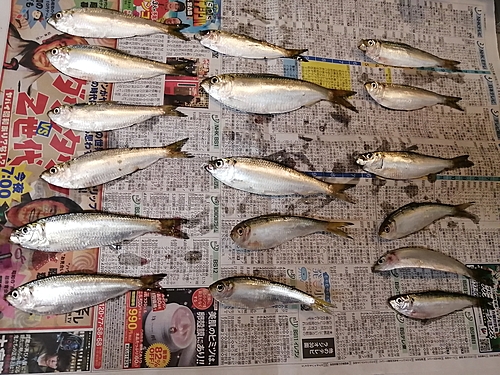 サッパの釣果