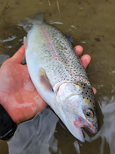 ニジマスの釣果