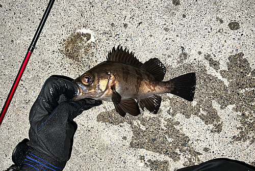 メバルの釣果