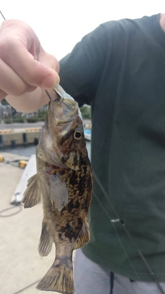 クロソイの釣果