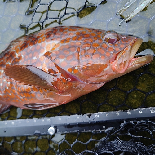 キジハタの釣果