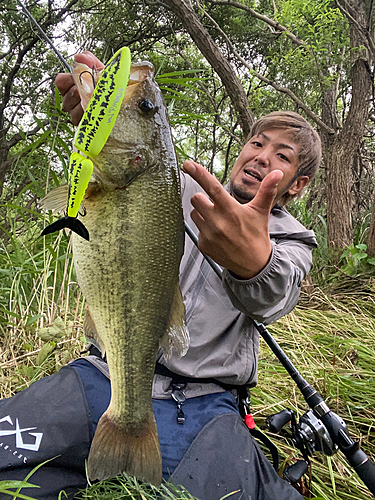 ブラックバスの釣果