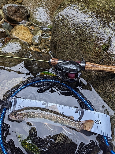 イワナの釣果