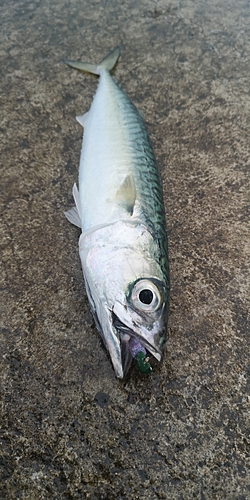 サバの釣果