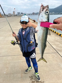 サバの釣果