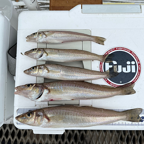 シロギスの釣果