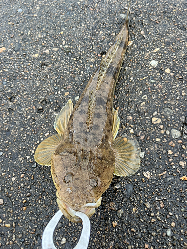 マゴチの釣果