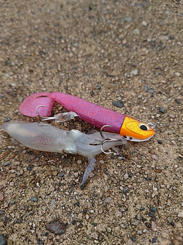 イカの釣果