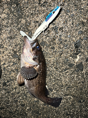 クロソイの釣果