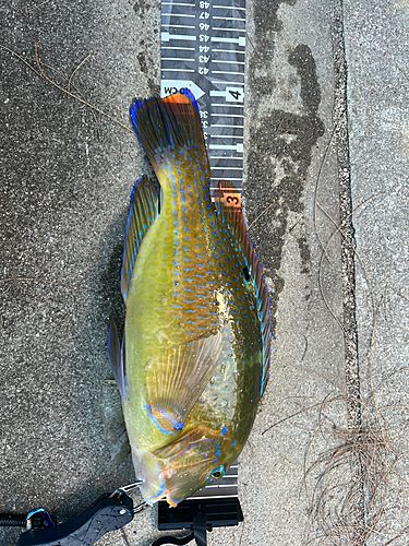 マクブの釣果