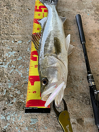 シーバスの釣果