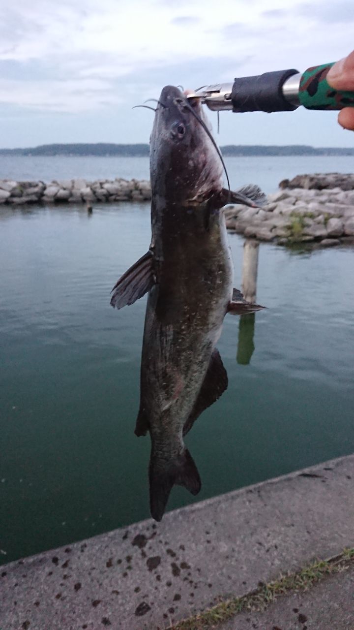 チャネルキャットフィッシュ