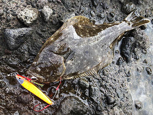 ヒラメの釣果