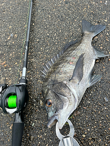 クロダイの釣果