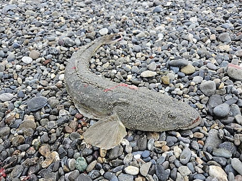 マゴチの釣果