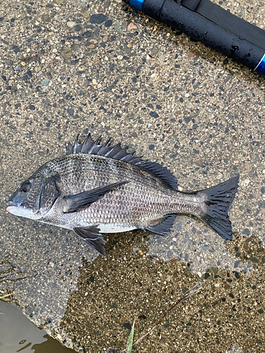 チヌの釣果