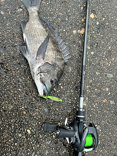 クロダイの釣果