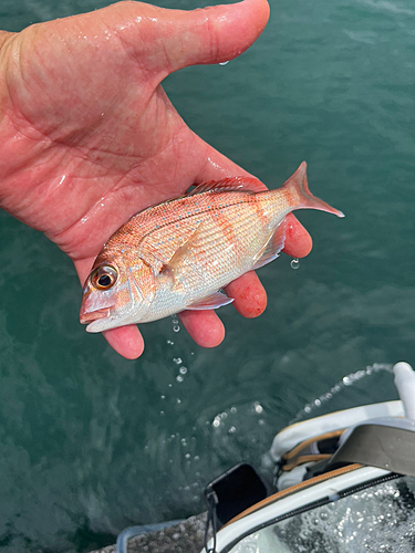 マダイの釣果