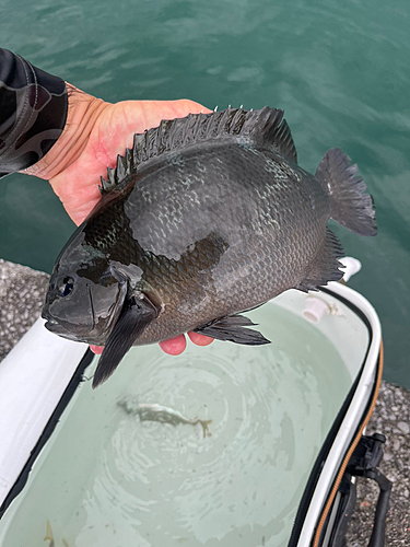 メジナの釣果