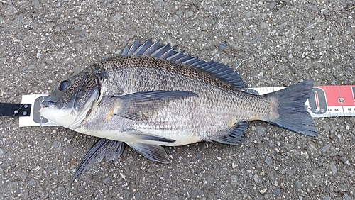 チヌの釣果