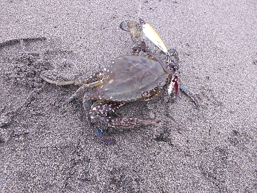 ワタリガニの釣果