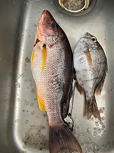 クロホシフエダイの釣果