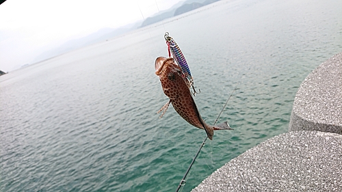 オオモンハタの釣果