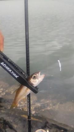 ムツの釣果