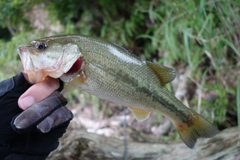 ブラックバスの釣果