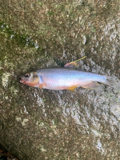 カワムツの釣果