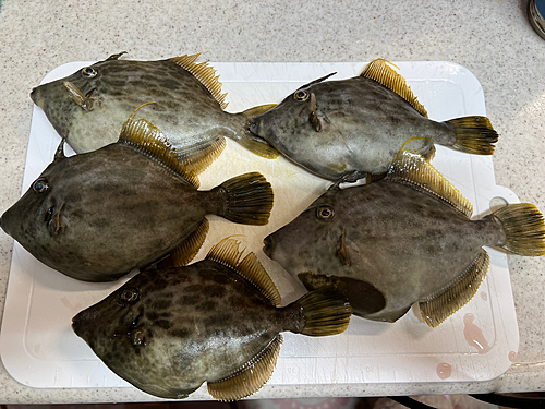 カワハギの釣果