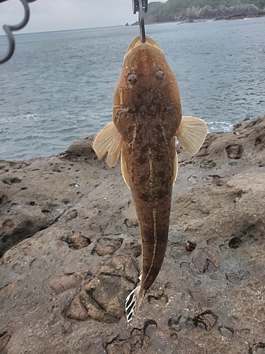 コチの釣果