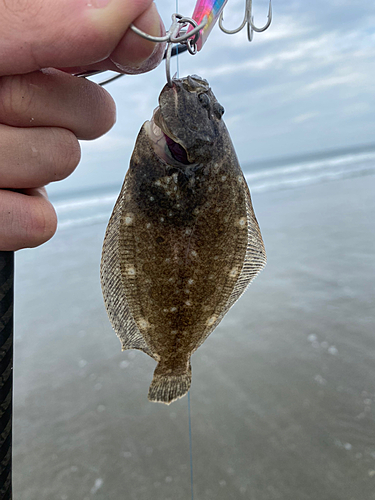 ソゲの釣果