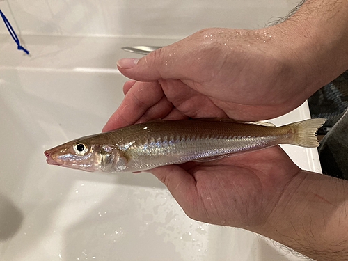 キスの釣果