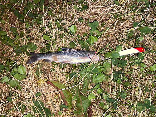 ニホンナマズの釣果