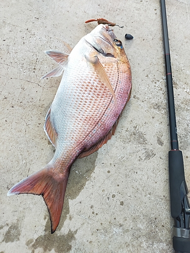 タイの釣果