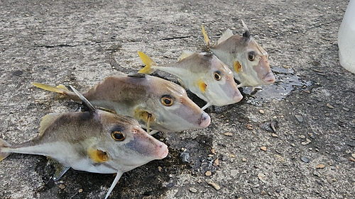 イシモチの釣果