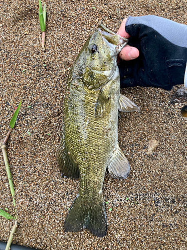 スモールマウスバスの釣果