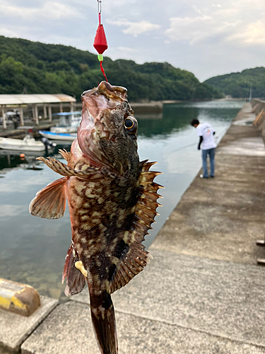 カサゴの釣果