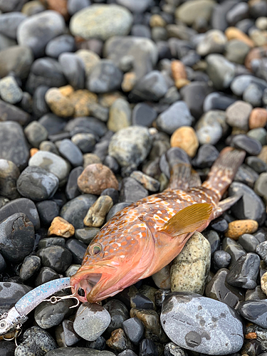 キジハタの釣果