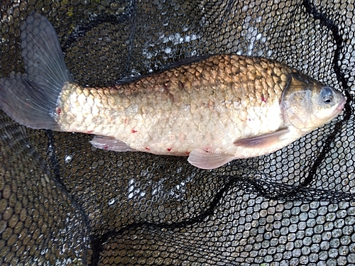 フナの釣果