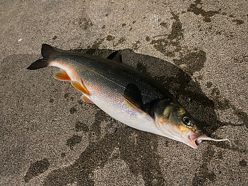 ウグイの釣果