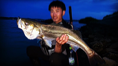 シーバスの釣果