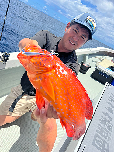 ユカタハタの釣果